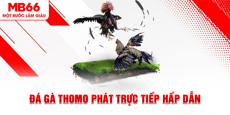 Đá Gà Thomo Phát Trực Tiếp Hấp Dẫn Mỗi Ngày Cùng MB66