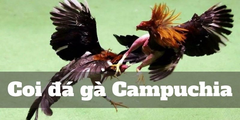 Tìm hiểu chi tiết luật chơi đá gà Campuchia 